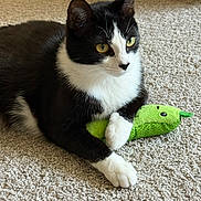 Kendall joined the competition — help win amazing prizes! cat, black_and_white, pet, animal, carpet, toy, plush_toy, indoor, feline, paw, whiskers, alert, cute, domestic_animal, resting, playful, yellow_eyes, fur, claws, lying_down