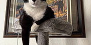 Kendall is registered to the contest to win money with this photo: cat, black_and_white_cat, cat_tree, pet, indoor, feline, paw, framed_painting, moose_painting, wall, plush, relaxed, animal, fur, portrait, dangling_paw, household, cozy, domestic_cat, resting