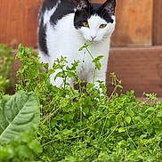 Bailey is registered to the contest to win money with this photo: cat, black_and_white, animal, outdoor, greenery, plants, garden, wooden_background, curious, feline, nature, pet, whiskers, eyes, fur, mammal, close_up, walking, leaves, daylight