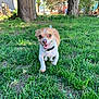dog, grass, outdoor, running, pet, small_dog, tree, fence, happy, nature, daylight, collar, canine, playful, yard, animal, mammal, greenery, sunlight, walking