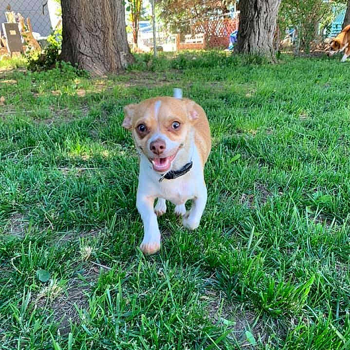 Cujo