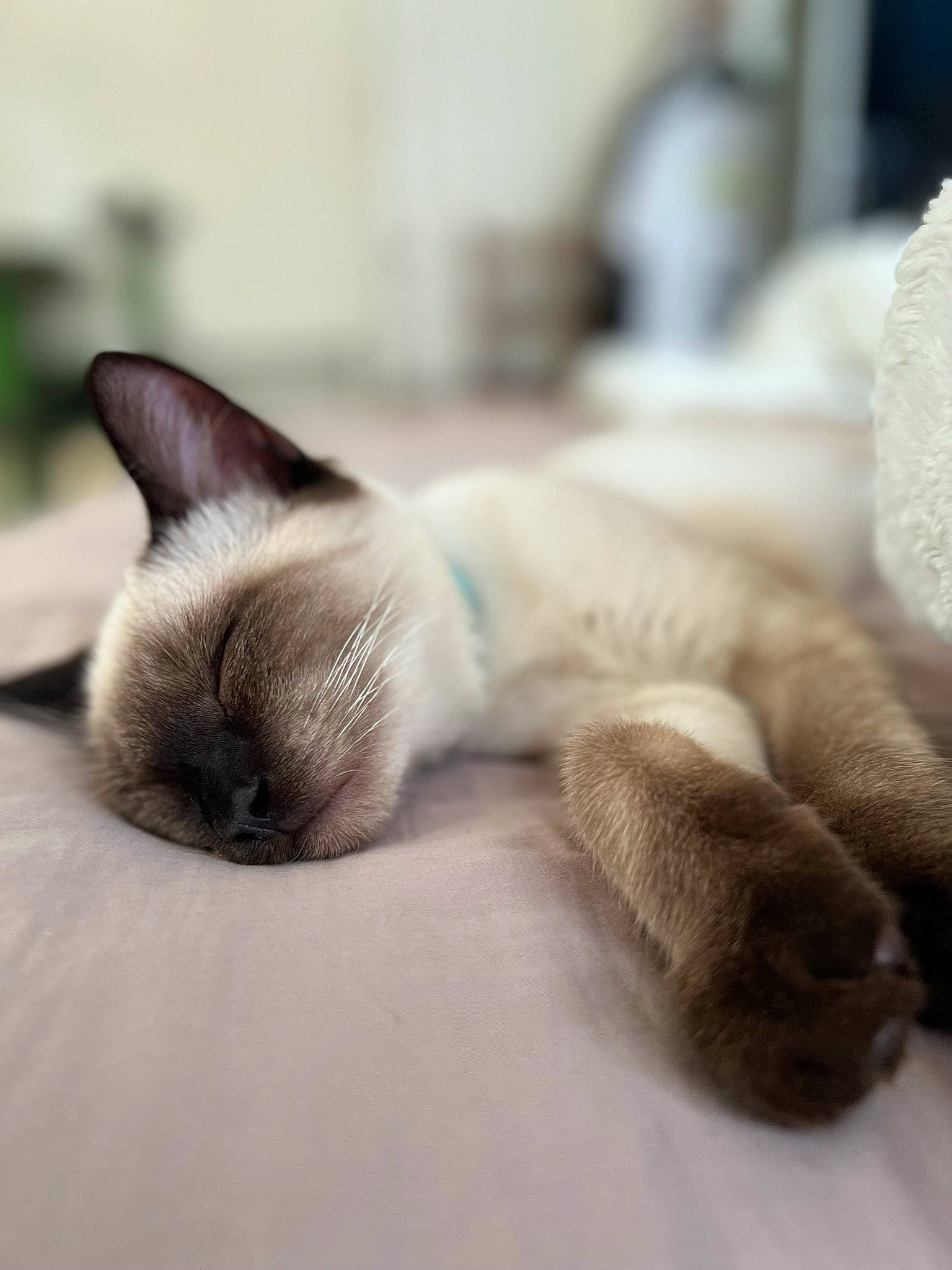 Alex joined the competition — help win amazing prizes! birman, carnivore, cat, claw, close_up, comfort, domestic_short_haired_cat, felidae, fur, grey, linens, nap, paw, siamese, sleep, small_to_medium_sized_cats, tail, thai, whiskers