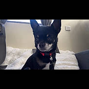 Chiwawa participe au concours pour gagner de l'argent avec cette photo : dog, chihuahua, small_dog, indoor, blanket, red_collar, pet, animal, cute, sitting, fluffy, window, curtains, domestic, companion, alert, fur, bed, resting, cute_pet