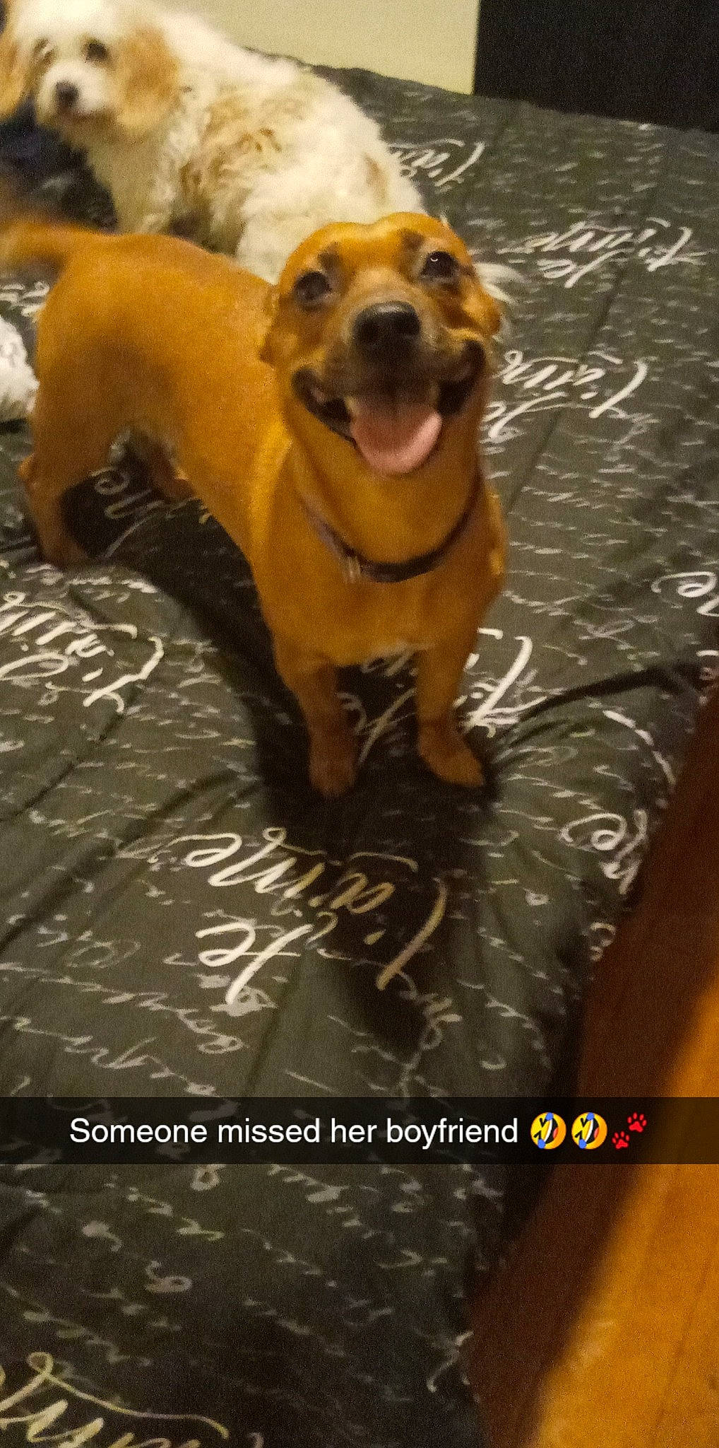 Brooklyn is registered to the contest to win money with this photo: american_pit_bull_terrier, broholmer, canidae, carnivore, companion_dog, dog, dog_breed, fawn, labrador_retriever, mammal, mountain_cur, photo_caption, rhodesian_ridgeback, sporting_group, vertebrate