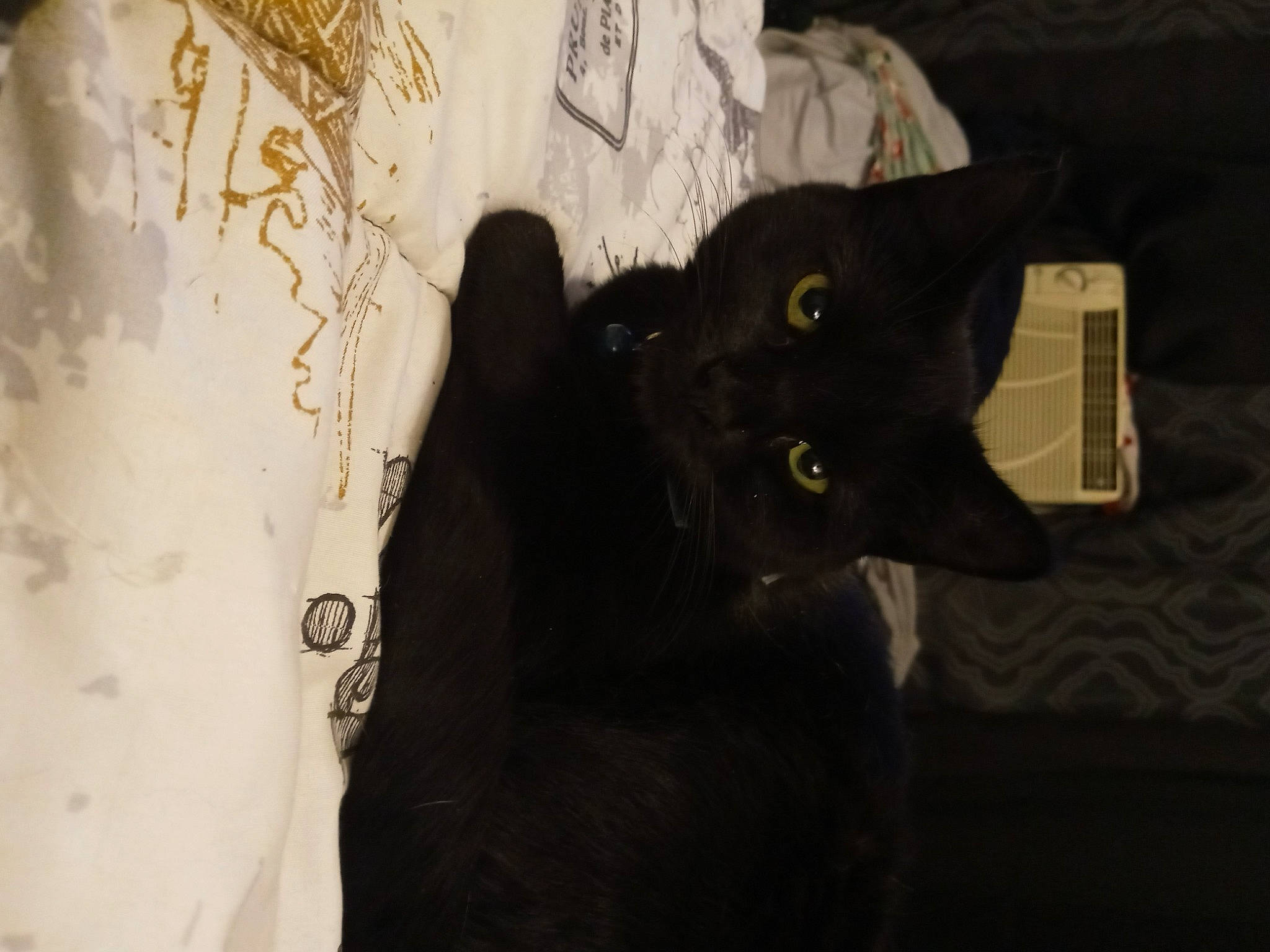 Kitty Kitty joined the competition — help win amazing prizes! black, black_cat, bombay, cat, ear, eye, felidae, fur, room, shadow, small_to_medium_sized_cats, snout, whiskers