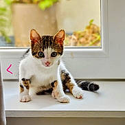 Rubie a rejoint le concours — aidez-le/la à gagner de superbes lots ! kitten, cat, windowsill, indoor, pet, curious, young, tabby, white_fur, brown_fur, greenery, blurred_background, floor, wood_floor, window, natural_light, cute, animal, small, domestic