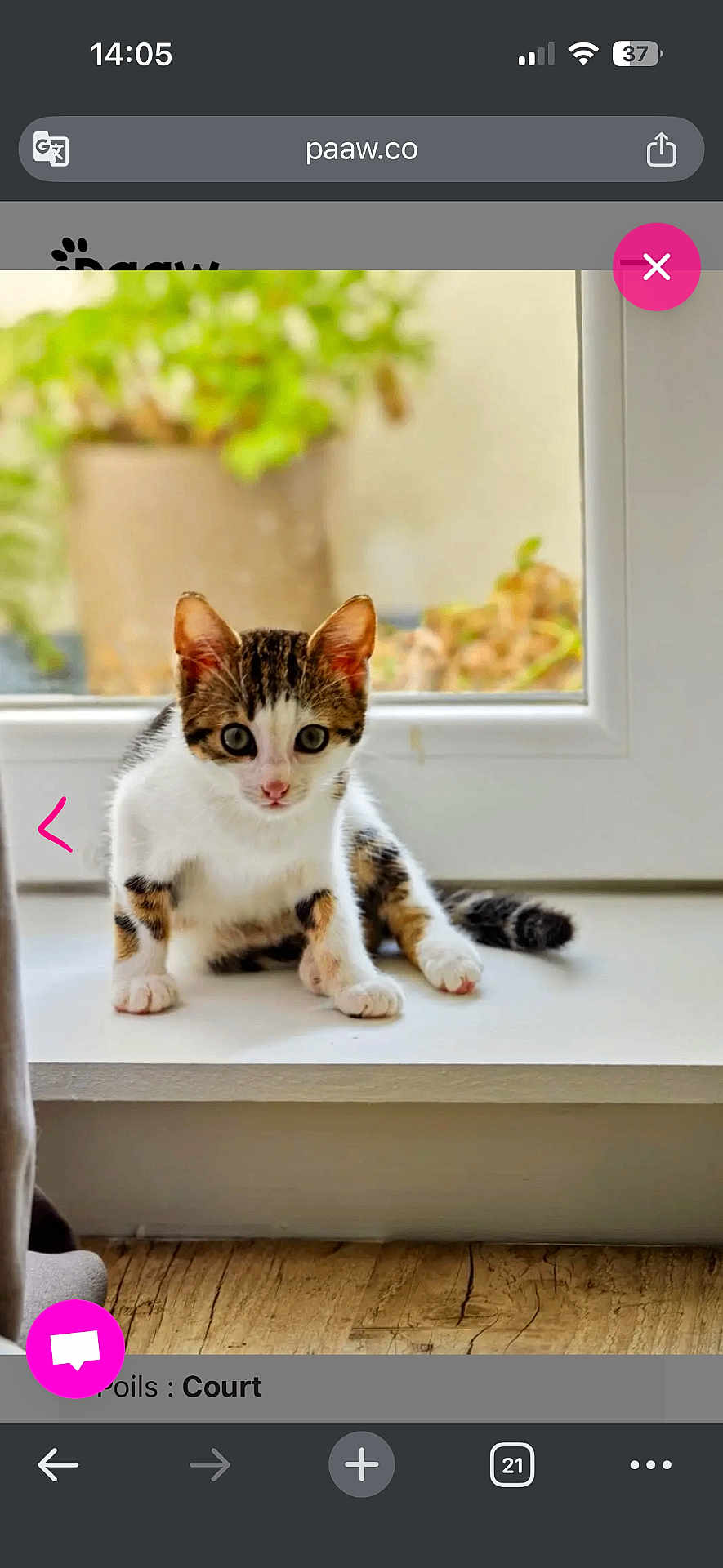 Rubie a rejoint le concours — aidez-le/la à gagner de superbes lots ! kitten, cat, windowsill, indoor, pet, curious, young, tabby, white_fur, brown_fur, greenery, blurred_background, floor, wood_floor, window, natural_light, cute, animal, small, domestic