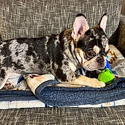 Bambam joined the competition — help win amazing prizes! dog, puppy, french_bulldog, merle_pattern, blanket, toy, couch, indoor, pet, ears, chewing, curious, fur, closeup, resting, animal, companion, cute, domestic, young