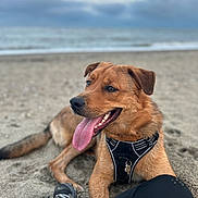 Casey a rejoint le concours — aidez-le/la à gagner de superbes lots ! dog, beach, sand, ocean, cloudy_sky, tongue_out, harness, pet, animal, canine, relaxed, outdoor, human_leg, footwear, black_pants, waves, nature, playful, closeup, daytime