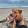 dog, beach, sand, ocean, cloudy_sky, tongue_out, harness, pet, animal, canine, relaxed, outdoor, human_leg, footwear, black_pants, waves, nature, playful, closeup, daytime