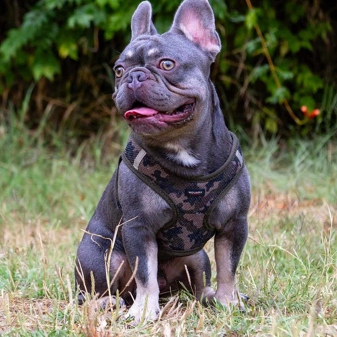 Aïko participe au concours pour gagner de l'argent avec cette photo : dog, french_bulldog, pet, animal, grass, outdoor, canine, sitting, harness, camouflage, tongue_out, ears_up, nature, leafy_background, alert, cute, portrait, mammal, friendly, happy