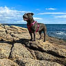 adventure, animal, canine, cloud, coast, daylight, dog, happy, harness, landscape, mammal, nature, ocean, outdoor, pet, rock, sky, standing, sunny, water