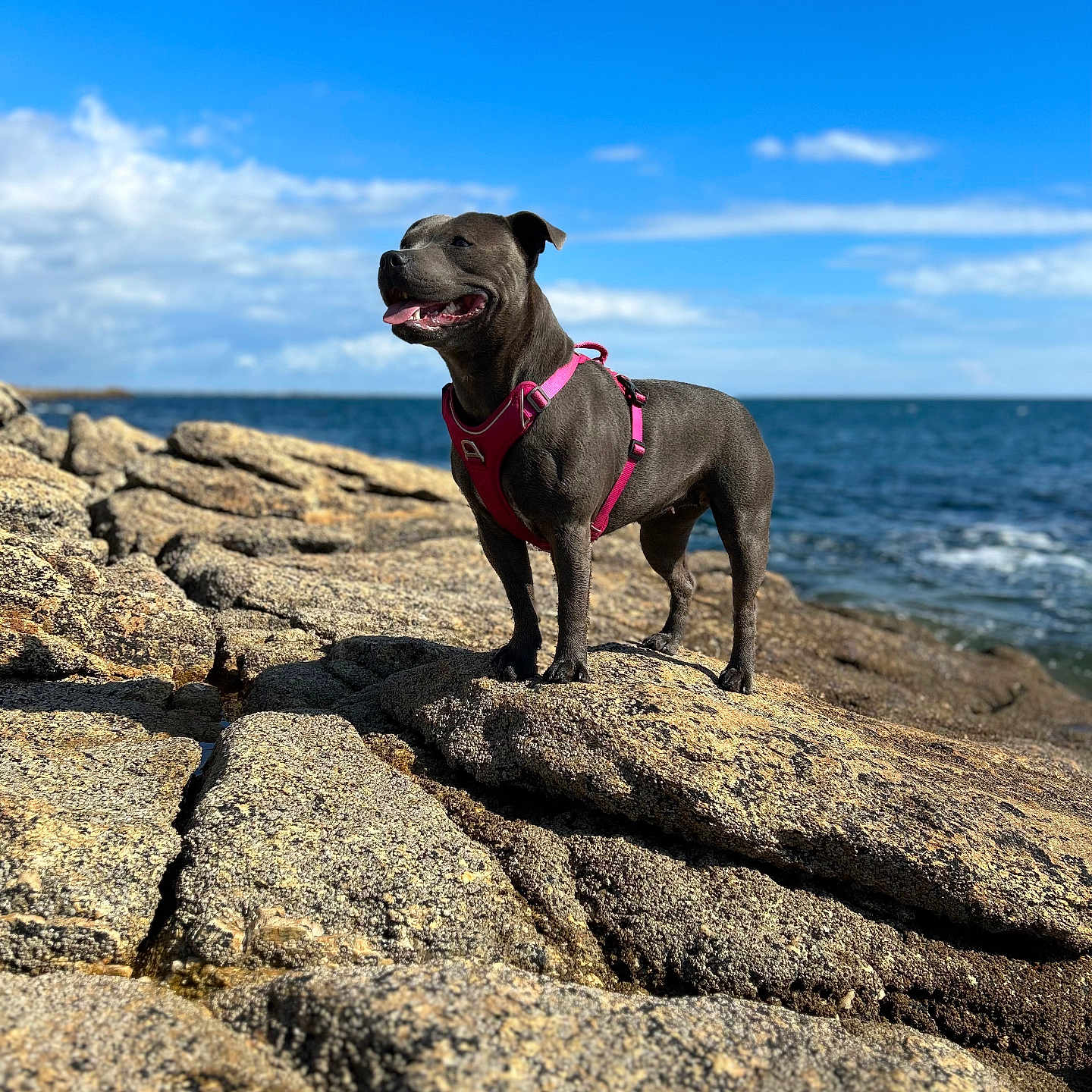 Sienna-Sakura a rejoint le concours — aidez-le/la à gagner de superbes lots ! dog, canine, pet, rock, ocean, water, sky, cloud, outdoor, nature, harness, standing, sunny, daylight, animal, mammal, coast, landscape, adventure, happy