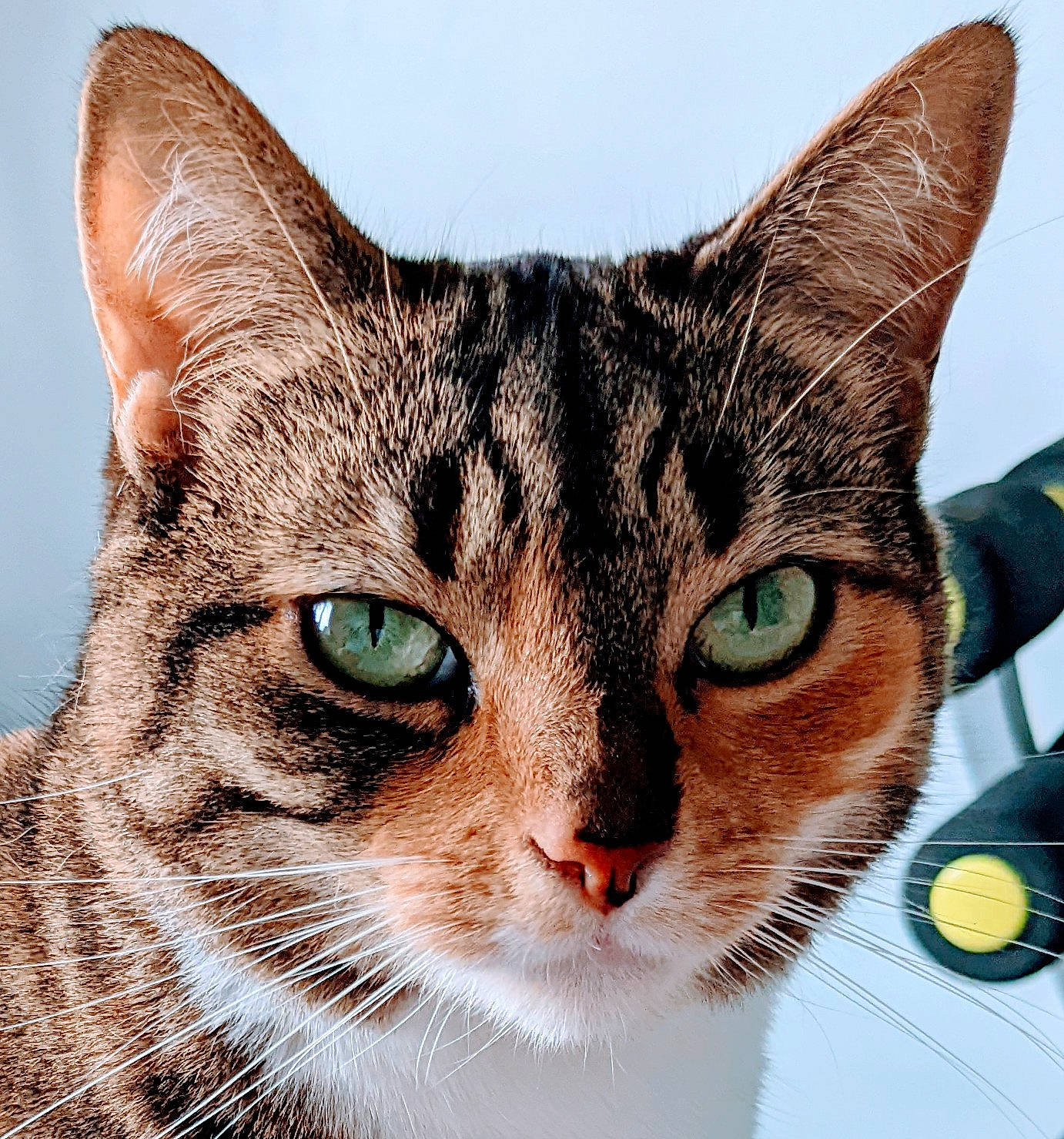 Dizzy joined the competition — help win amazing prizes! art, carnivore, cat, close_up, domestic_short_haired_cat, eye, felidae, fur, grass, illustration, iris, paint, painting, small_to_medium_sized_cats, snout, terrestrial_animal, whiskers, wildlife, window