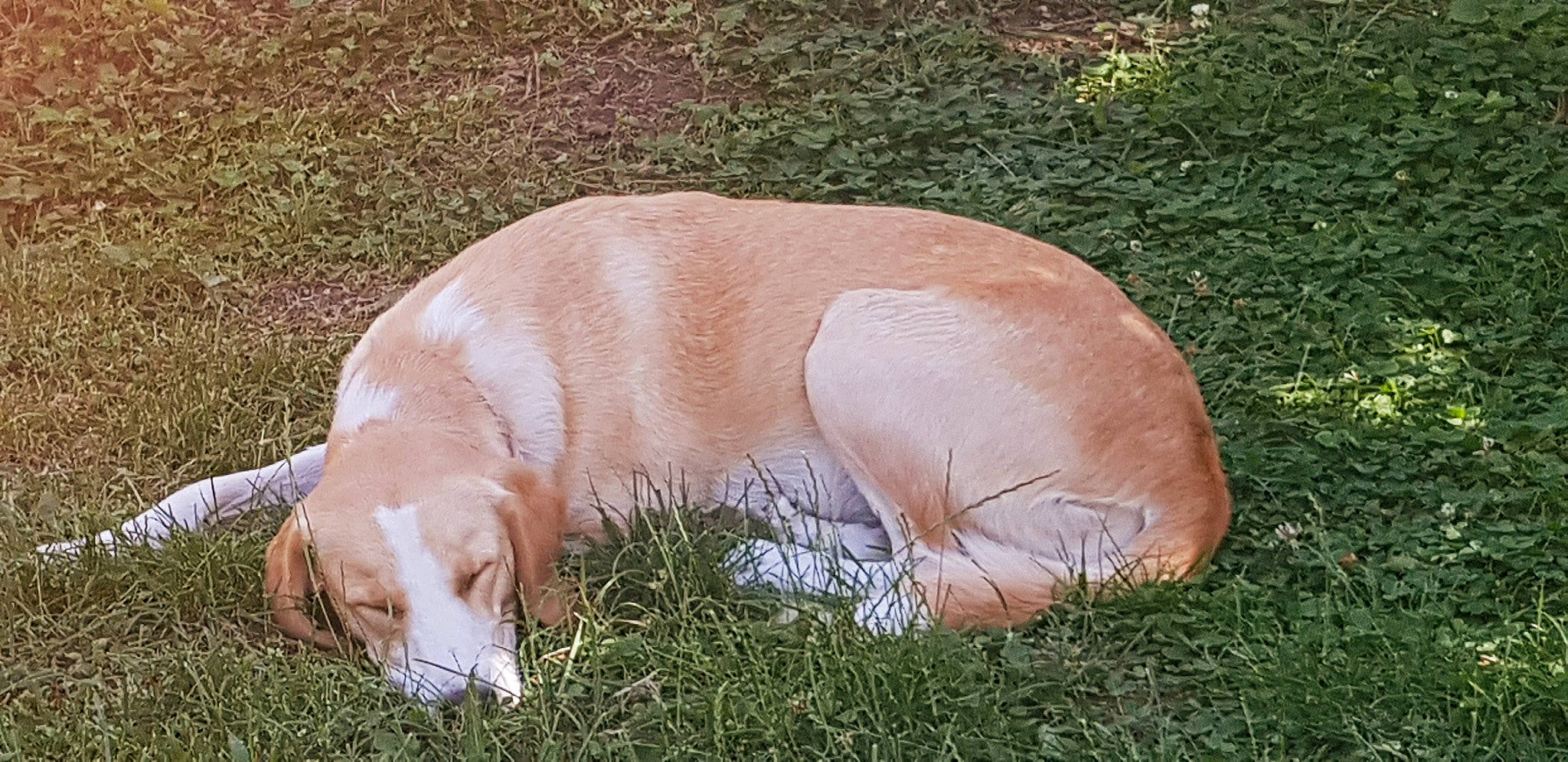 Nina participe au concours pour gagner de l'argent avec cette photo : canidae, carnivore, companion_dog, dog, dog_breed, fawn, grass, pointer, retriever, snout, sporting_group, tail