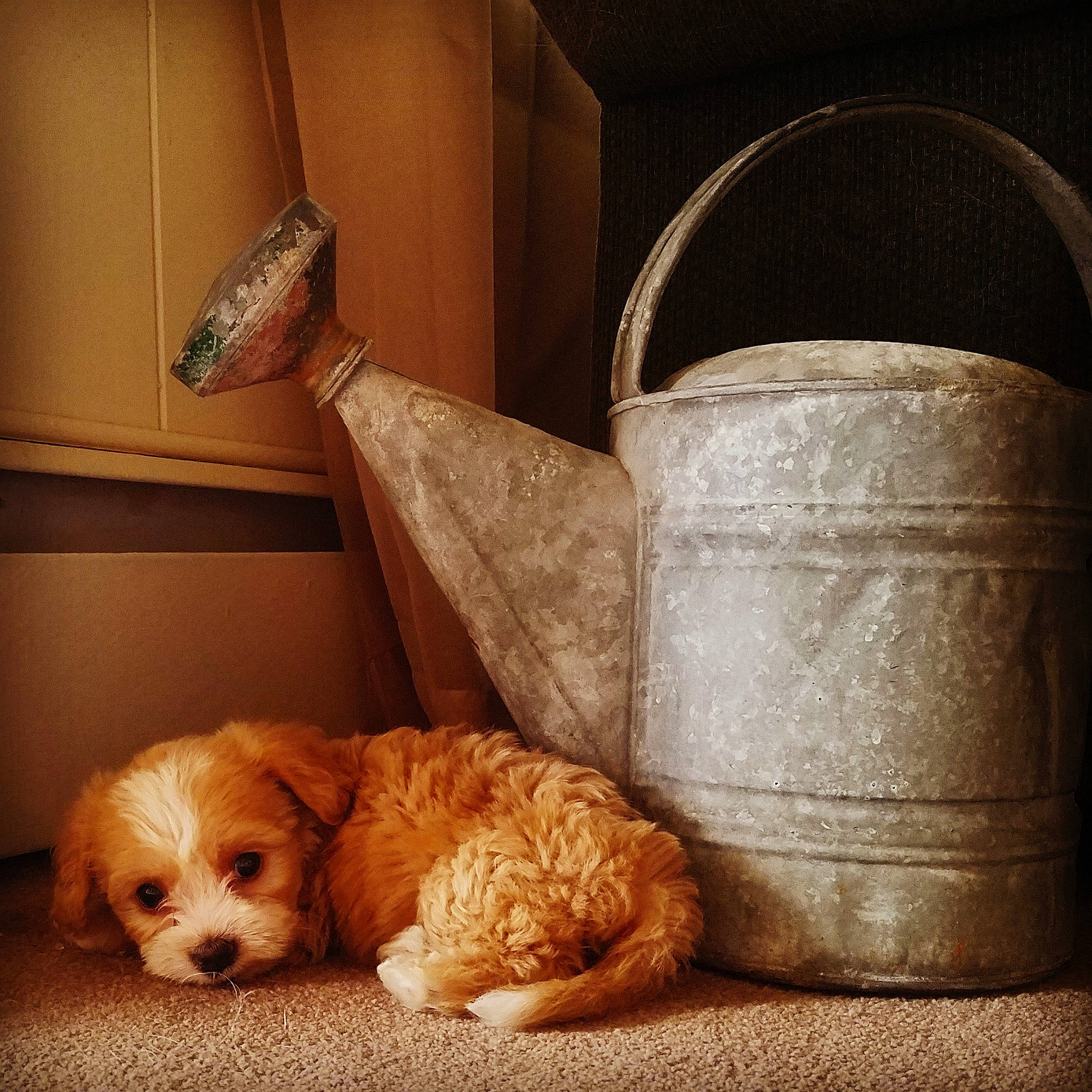 Eddy is registered to the contest to win money with this photo: american_cocker_spaniel, canidae, carnivore, cavachon, cavapoo, cockapoo, companion_dog, dog, english_cocker_spaniel, painting, puppy, puppy_love, sporting_group, still_life, still_life_photography, tints_and_shades, toy_dog