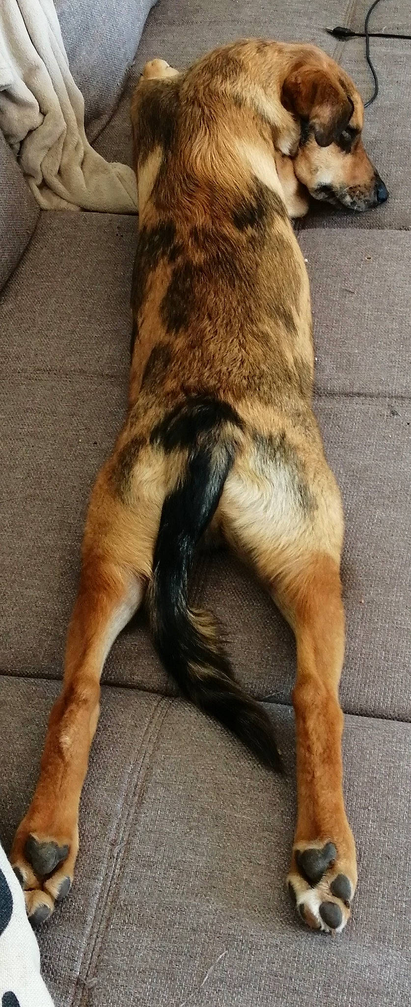 Raeghal participe au concours pour gagner de l'argent avec cette photo : canidae, carnivore, companion_dog, dog, dog_breed, fawn, fur, street_dog, tail