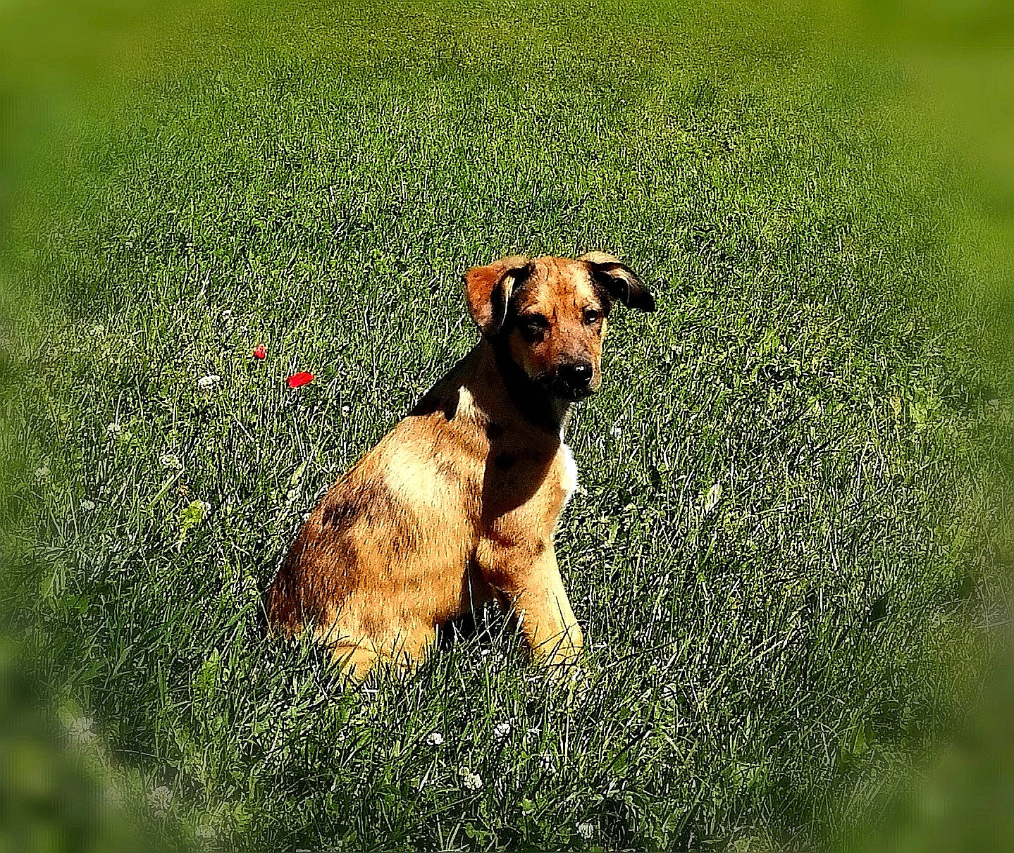 Raeghal participe au concours pour gagner de l'argent avec cette photo : canidae, carnivore, companion_dog, dog, dog_breed, fawn, grass, hunting_dog, mammal, plant, snout, sporting_group, vertebrate, working_terrier