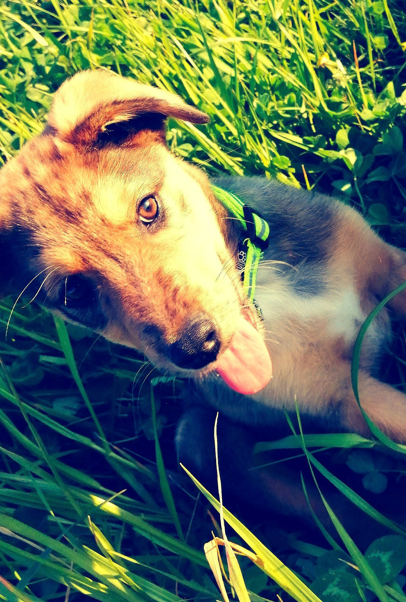 Raeghal participe au concours pour gagner de l'argent avec cette photo : borzoi, canidae, carnivore, companion_dog, dog, dog_breed, galgo_espanol, grass, grass_family, hortaya_borzaya, hunting_dog, ibizan_hound, lurcher, nose, plant, polish_greyhound, saluki, snout, whippet, whiskers