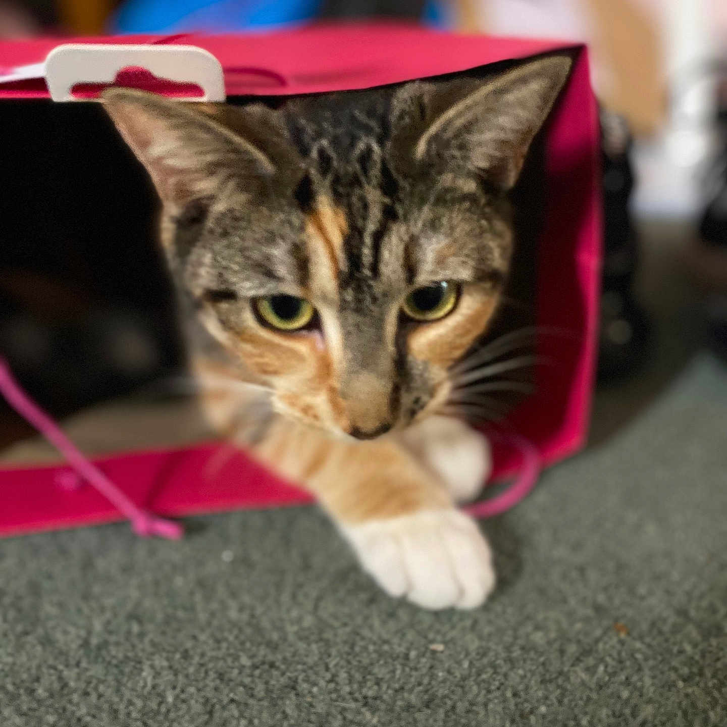 Bella joined the competition — help win amazing prizes! abyssinian, accessories, animal, architecture, bag, building, cat, graduation, handbag, kitten, leash, manx, outdoors, people, pet, purple, purse, shelter, shoppingbag, strap
