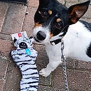 Teia Tephi joined the competition — help win amazing prizes! dog, puppy, leash, toy, plush_toy, zebra_pattern, pavement, sidewalk, brick_wall, black_white_tan, pet, animal, outdoor, curious, small_dog, ears_up, looking_up, playful, cute, companion