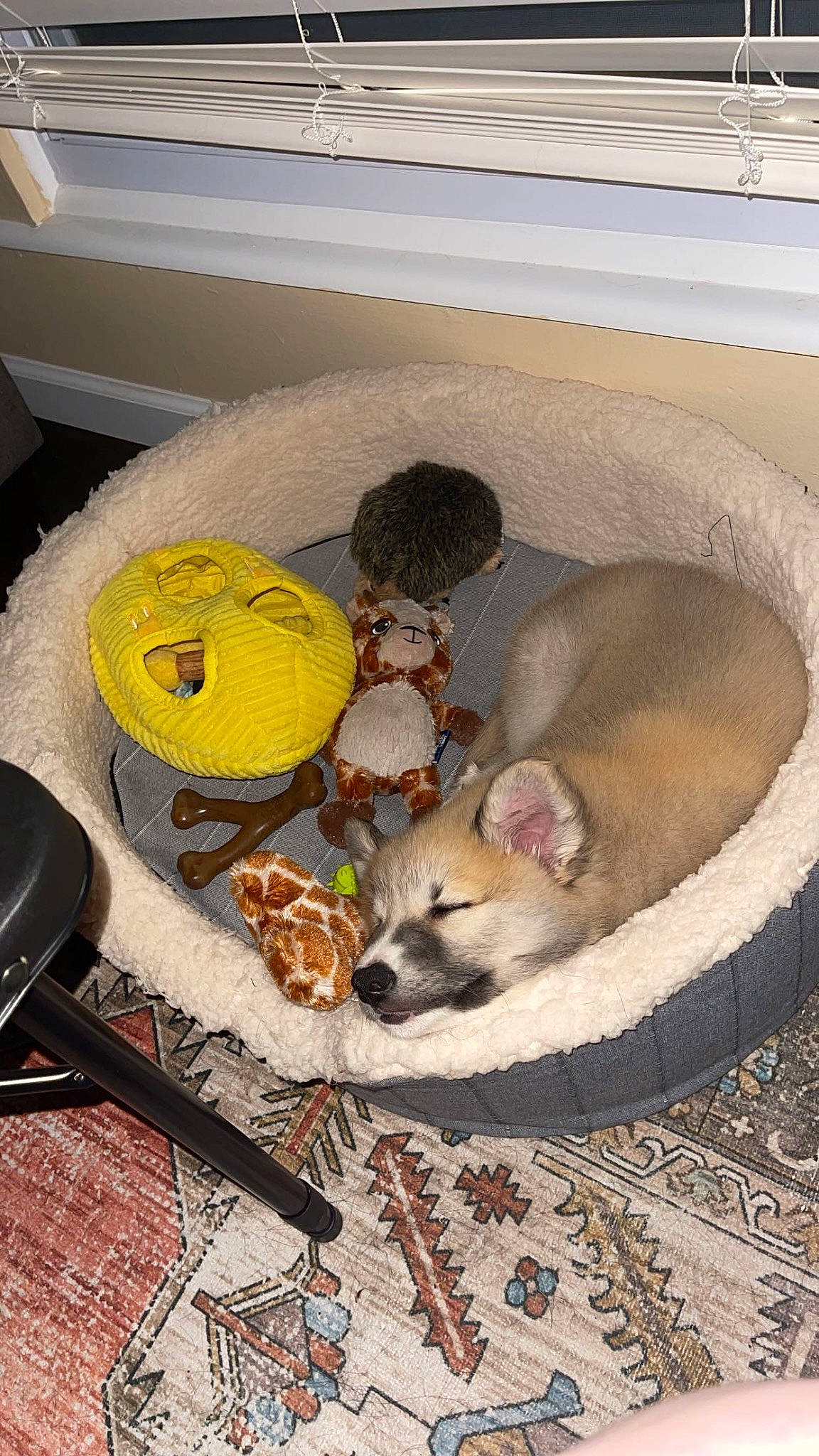 Sunni is registered to the contest to win money with this photo: animal_feed, cage, canidae, carnivore, cat_supply, comfort, companion_dog, dog_breed, dog_supply, fawn, felidae, fur, kitchen_utensil, linens, pet_supply, small_to_medium_sized_cats, snout, tableware, tail, whiskers