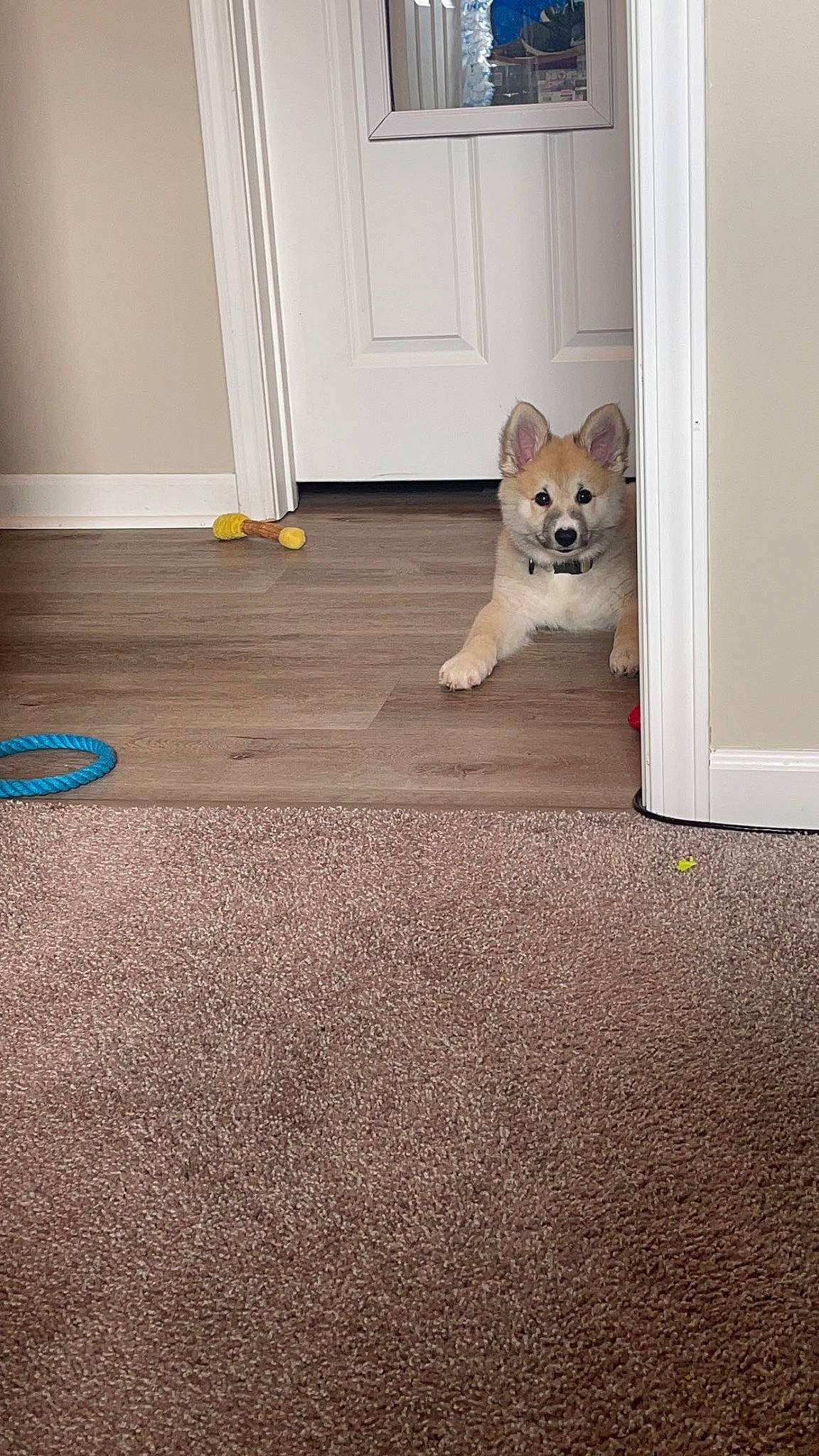 Sunni is registered to the contest to win money with this photo: carnivore, cat, comfort, companion_dog, dog_breed, door, fawn, felidae, floor, flooring, grey, hardwood, house, laminate_flooring, road_surface, small_to_medium_sized_cats, tail, whiskers, white, wood