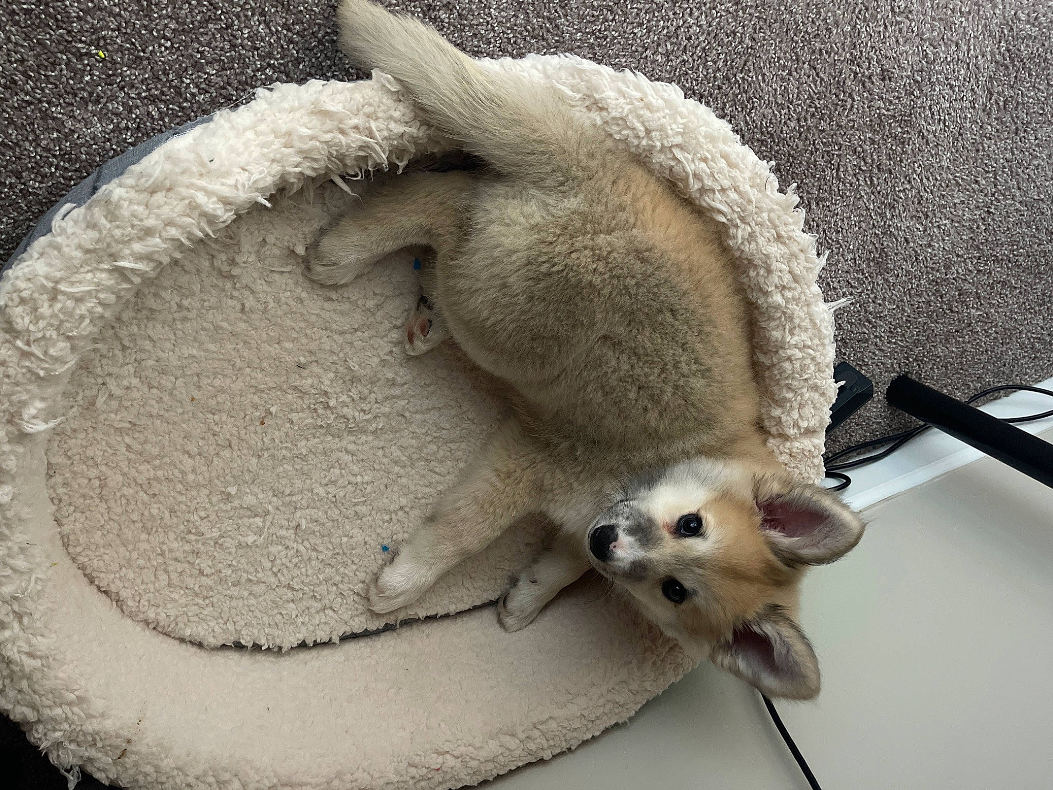 Sunni is registered to the contest to win money with this photo: bag, carnivore, cat, claw, comfort, fashion_accessory, fawn, felidae, fur, grey, linens, paw, siamese, small_to_medium_sized_cats, snout, tail, terrestrial_animal, whiskers, wool