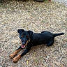 dog, black_dog, brown_paws, lying_down, dry_grass, orange_ball, outdoor, happy, pet, animal, potted_plants, garden, playful, canine, nature, summer, smiling, fur, collar, tail