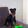 Poupette a rejoint le concours — aidez-le/la à gagner de superbes lots ! dog, pet, black_dog, brown_dog, collar, toy, green_toy, dumbbell, couch, blanket, indoor, animal, sitting, looking, alert, minimalist, home, furniture, domestic, companion