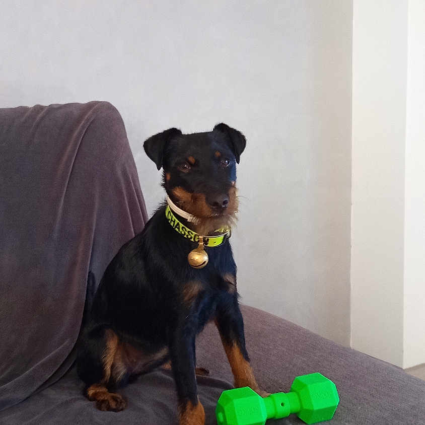 Poupette a rejoint le concours — aidez-le/la à gagner de superbes lots ! dog, pet, black_dog, brown_dog, collar, toy, green_toy, dumbbell, couch, blanket, indoor, animal, sitting, looking, alert, minimalist, home, furniture, domestic, companion