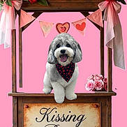 Teddy is registered to the contest to win money with this photo: dog, puppy, valentine, kissing_booth, pink_background, roses, banner, heart, bandana, portrait, pet, floral_decor, ribbon, wooden_booth, decor, cute, tongue_out, cute_pet, holiday, poster