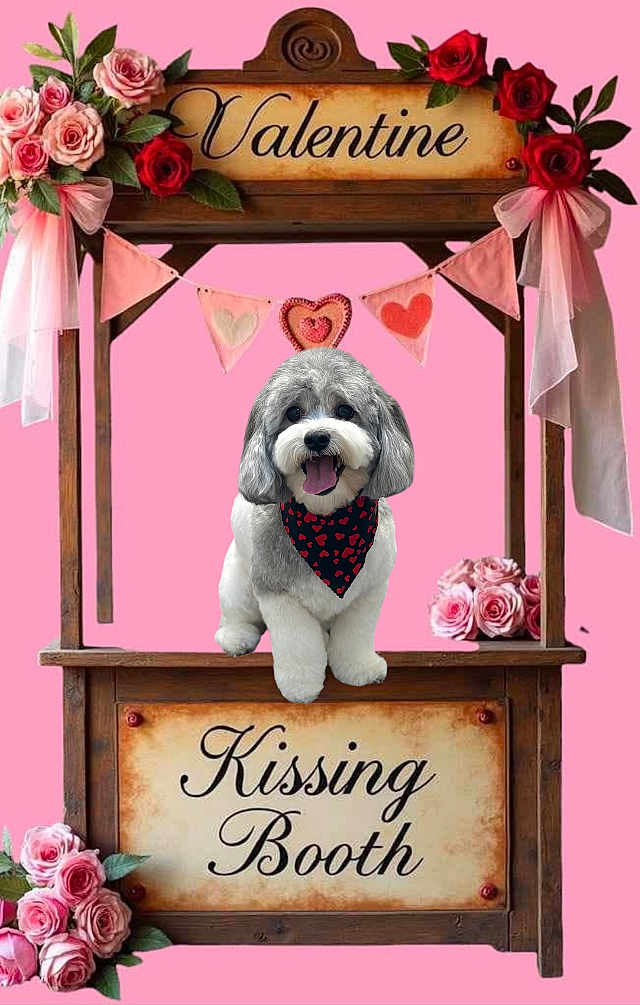Teddy is registered to the contest to win money with this photo: dog, puppy, valentine, kissing_booth, pink_background, roses, banner, heart, bandana, portrait, pet, floral_decor, ribbon, wooden_booth, decor, cute, tongue_out, cute_pet, holiday, poster