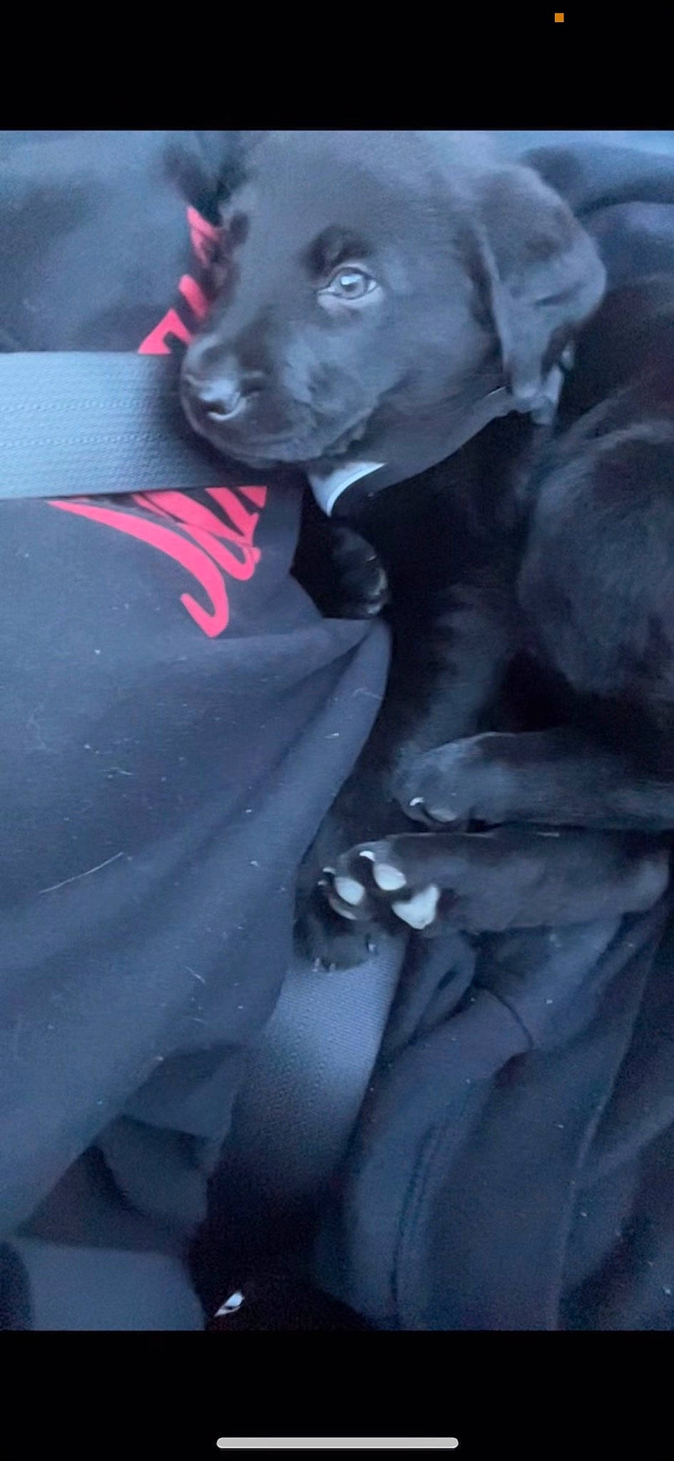 Leia is registered to the contest to win money with this photo: canidae, carnivore, companion_dog, darkness, dog, dog_breed, electric_blue, event, flash_photography, formal_wear, fur, gesture, grey, head, monochrome, monochrome_photography, personal_protective_equipment, petal, sporting_group, whiskers