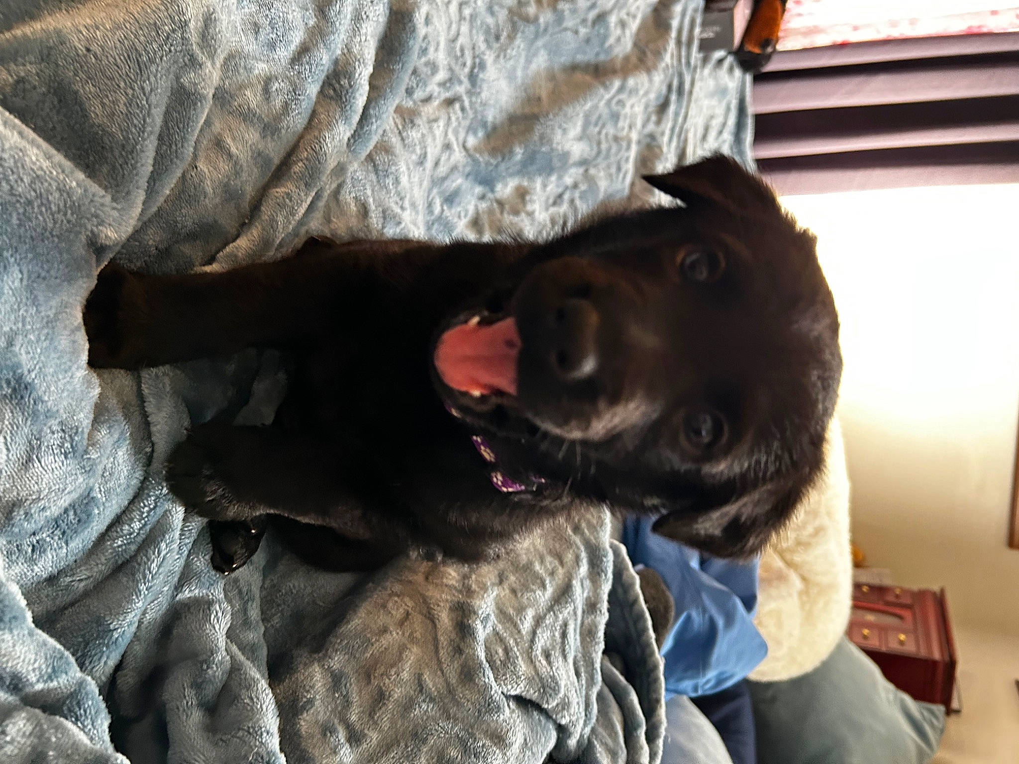 Leia joined the competition — help win amazing prizes! borador, carnivore, comfort, companion_dog, dog, dog_breed, dog_collar, fur, gesture, guard_dog, gun_dog, labrador_retriever, liver, mammal, retriever, spaniel, sporting_group, vertebrate, whiskers, working_animal