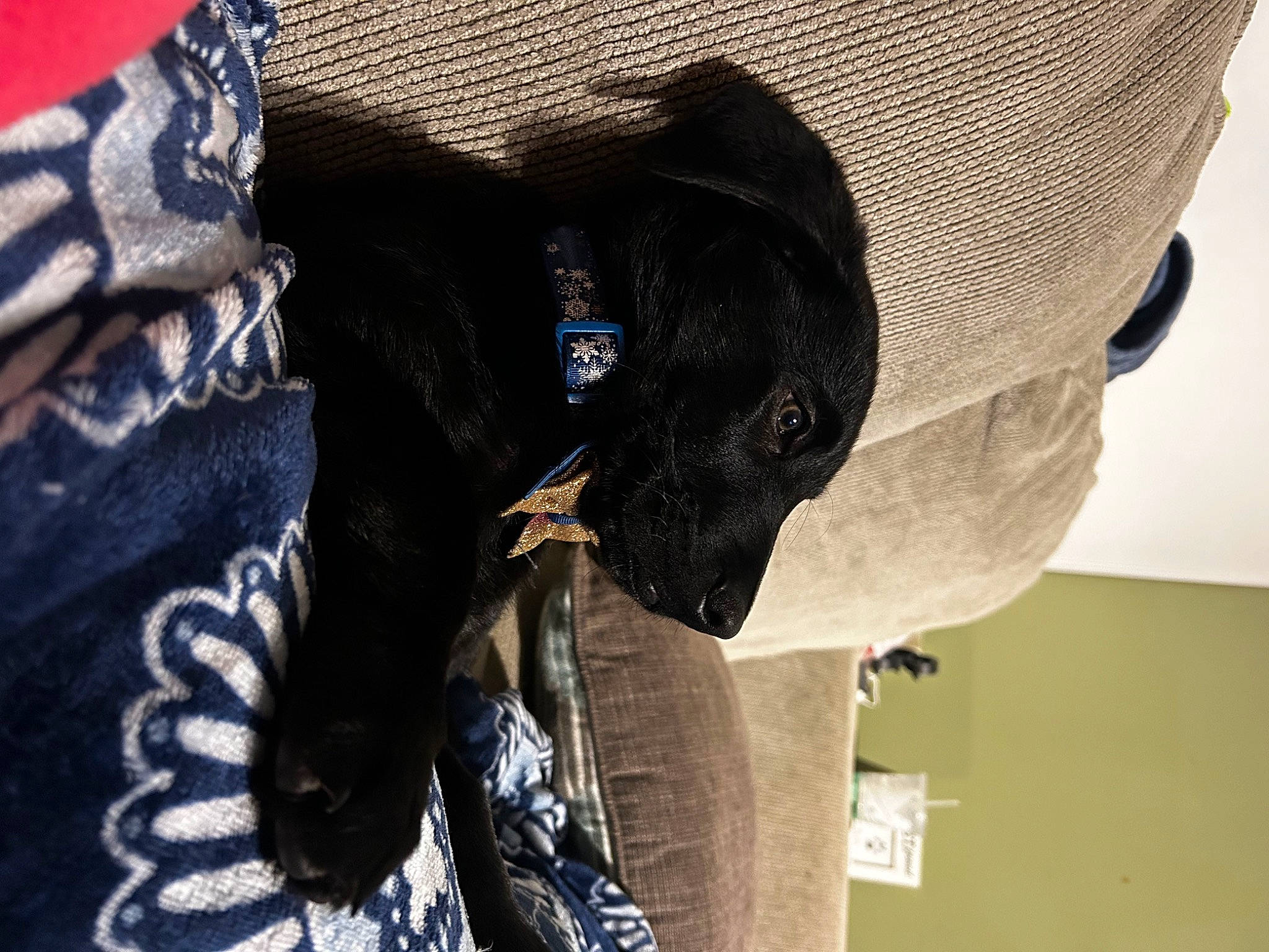 Leia joined the competition — help win amazing prizes! bag, cap, carnivore, comfort, costume_hat, denim, electric_blue, fashion_accessory, fedora, fur, grey, guard_dog, hat, outdoor_shoe, pattern, personal_protective_equipment, sleeve, sportswear, sun_hat, waist