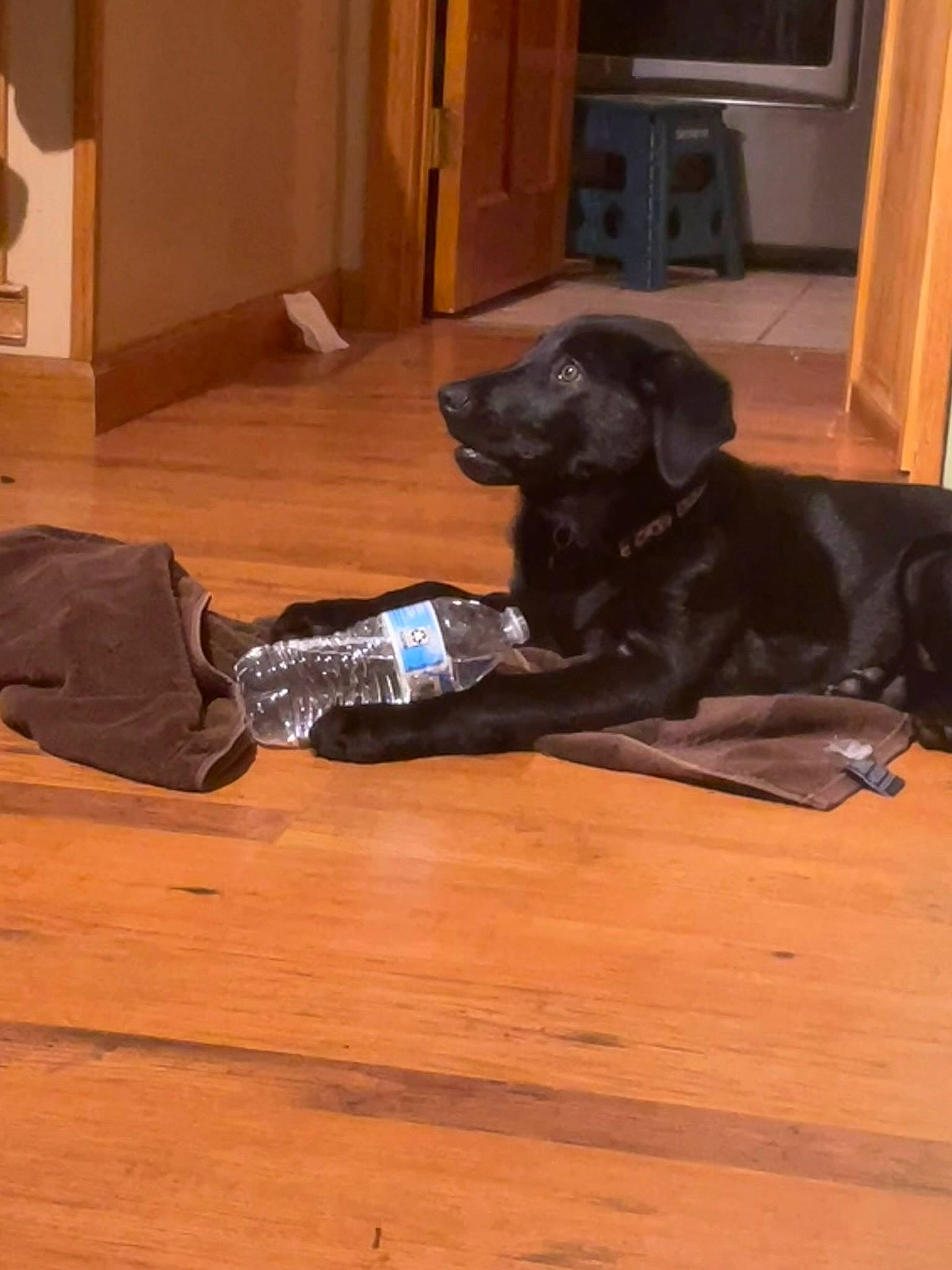 Leia joined the competition — help win amazing prizes! brown, canidae, carnivore, comfort, companion_dog, dog, dog_breed, fawn, floor, flooring, hardwood, laminate_flooring, liver, sporting_group, tail, varnish, wood, wood_flooring, wood_stain, working_animal