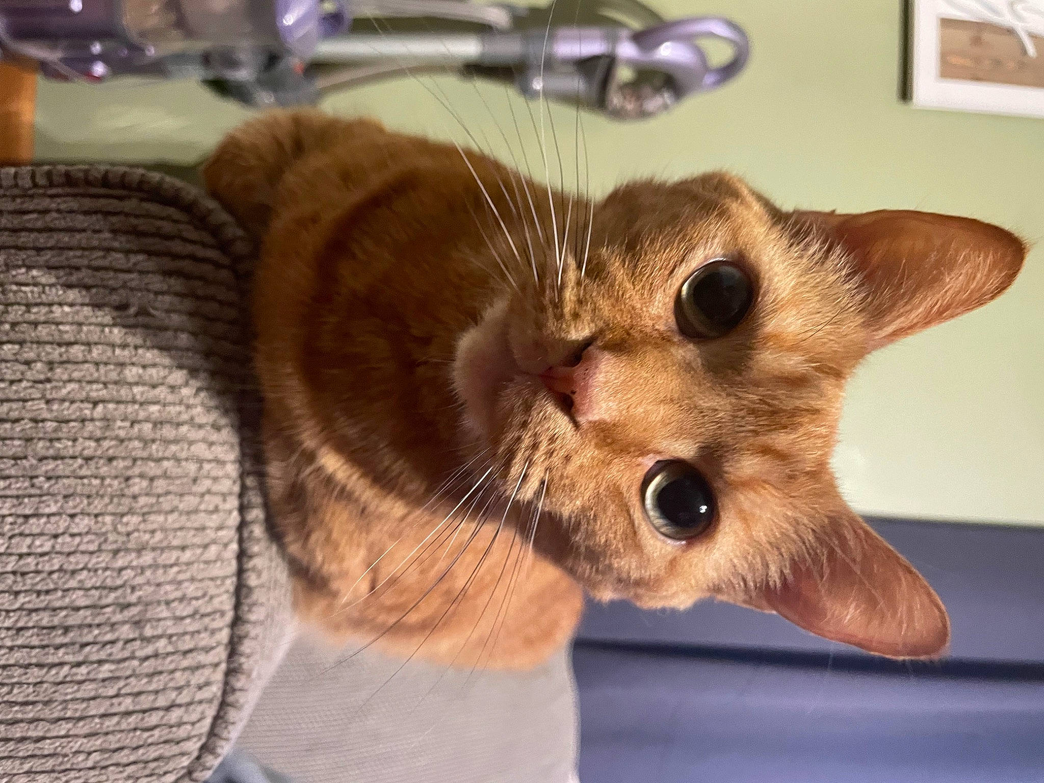 Alex joined the competition — help win amazing prizes! carnivore, cat, cat_supply, claw, collar, domestic_short_haired_cat, ear, fawn, felidae, fur, kitchen_utensil, paw, pet_supply, picture_frame, serveware, small_to_medium_sized_cats, snout, tableware, tail, whiskers