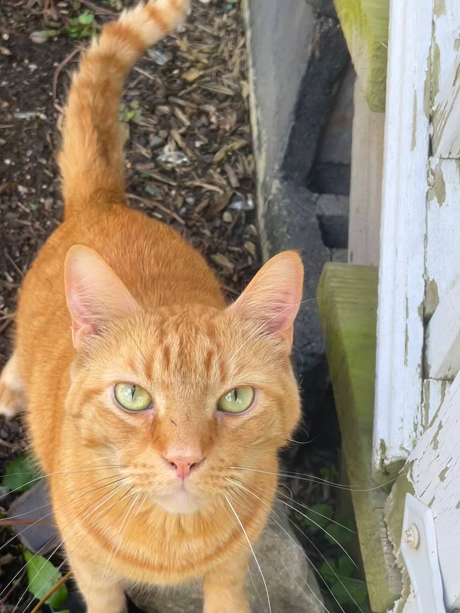 Alex joined the competition — help win amazing prizes! art, carnivore, cat, cat_supply, domestic_short_haired_cat, fawn, felidae, fixture, fur, grass, pet_supply, sitting, small_to_medium_sized_cats, snout, tail, terrestrial_animal, whiskers, window, wood