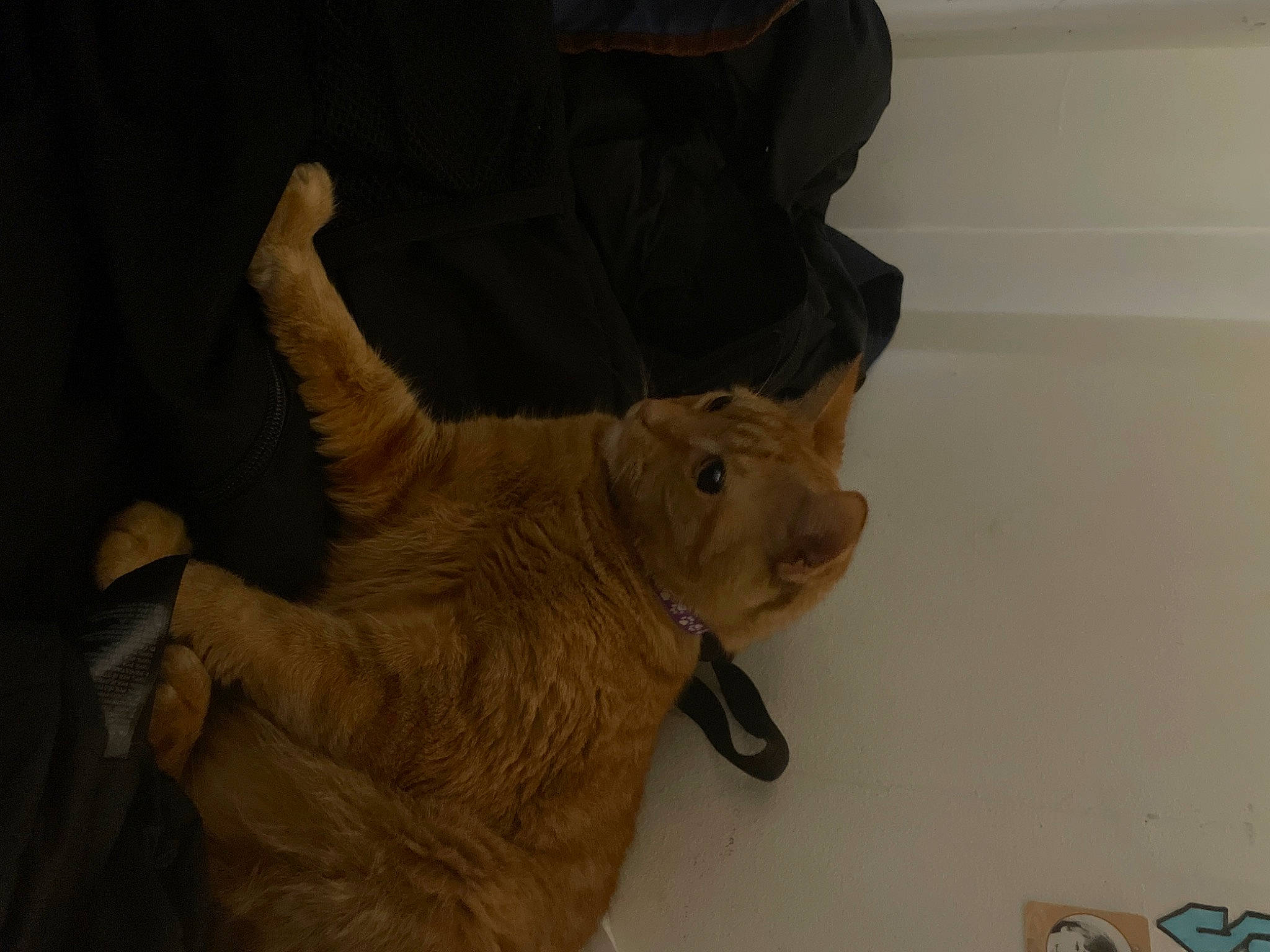 Alex joined the competition — help win amazing prizes! carnivore, cat, claw, dog_breed, fawn, felidae, flooring, foot, fur, gesture, glove, hardwood, human_leg, paw, small_to_medium_sized_cats, snout, tail, terrestrial_animal, whiskers, wood