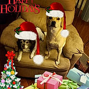 Lucy And Luna joined the competition — help win amazing prizes! carnivoran, christmas, christmas_decoration, dog, dog_like_mammal, event, holiday, mammal, photo_caption, puppy, vertebrate