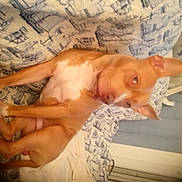 Zeus participe au concours pour gagner de l'argent avec cette photo : canidae, carnivore, companion_dog, dog, dog_breed, dog_supply, fawn, foot, linens, non_sporting_group, paw, skin, snout, sporting_group, terrestrial_animal, toe, working_animal, working_dog