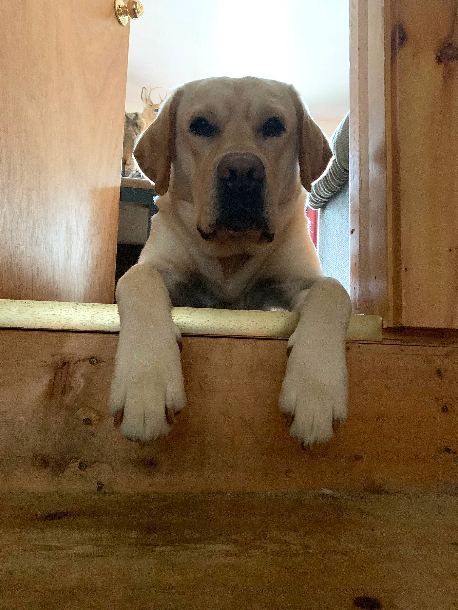 Hemi joined the competition — help win amazing prizes! anatolian_shepherd_dog, beagador, broholmer, canidae, carnivore, dog, dog_breed, fawn, guard_dog, labrador_retriever, mammal, puppy, retriever, snout, sporting_group, tail, vertebrate