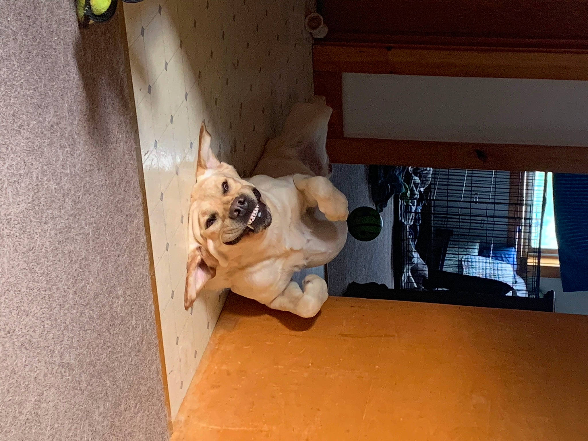 Hemi is registered to the contest to win money with this photo: canidae, carnivore, companion_dog, dog, dog_breed, fawn, non_sporting_group, pug, snout, sporting_group