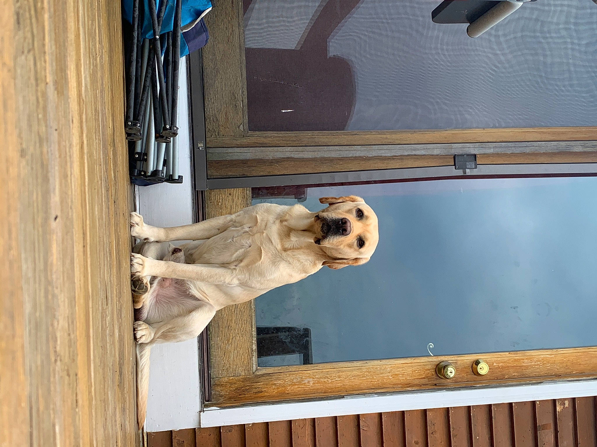 Hemi is registered to the contest to win money with this photo: door, fawn, window, wood