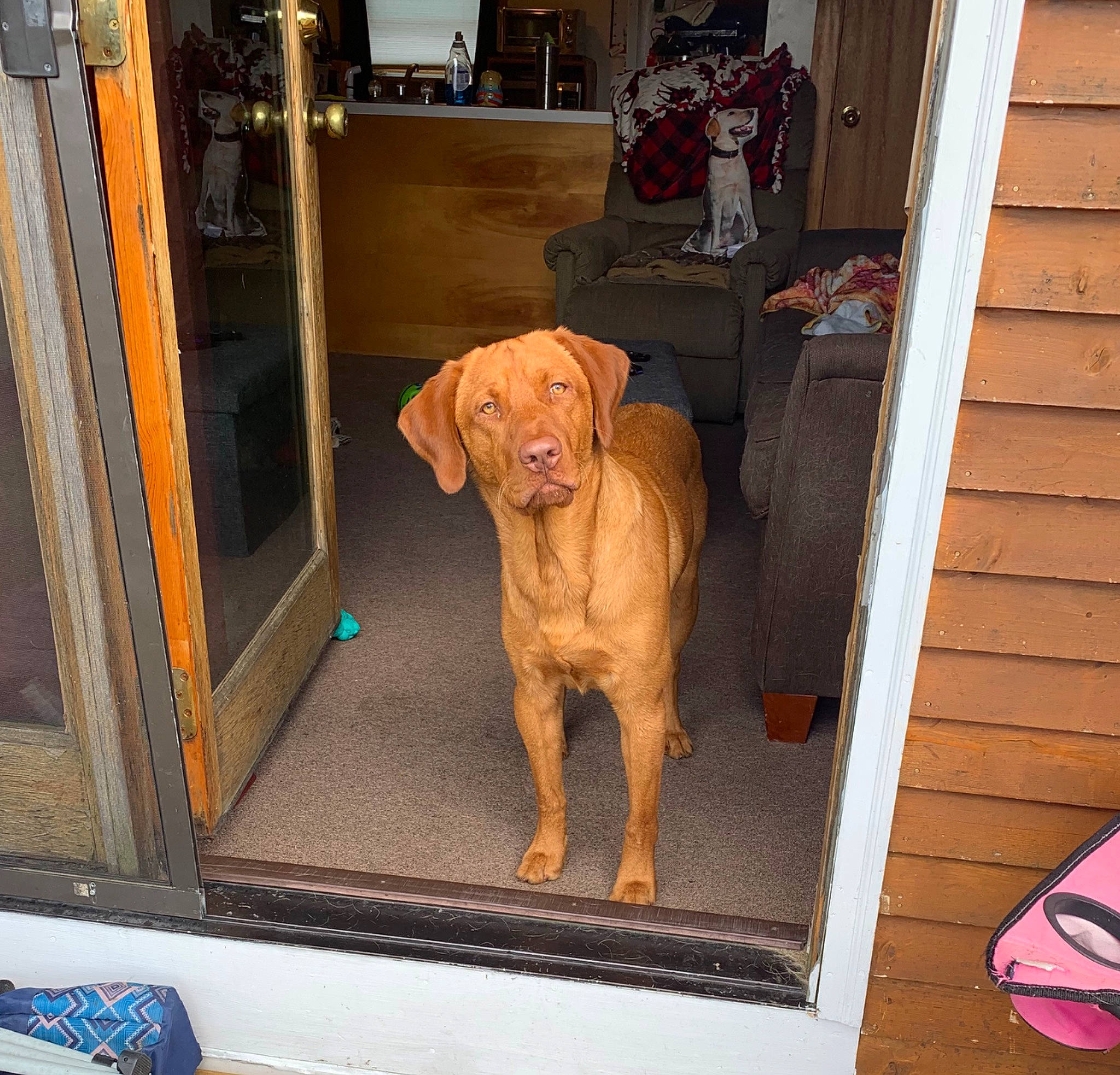Boone joined the competition — help win amazing prizes! canidae, carnivore, dog, dog_breed, dogue_de_bordeaux, fawn, guard_dog, pointing_breed, redbone_coonhound, rhodesian_ridgeback, sporting_group, vizsla