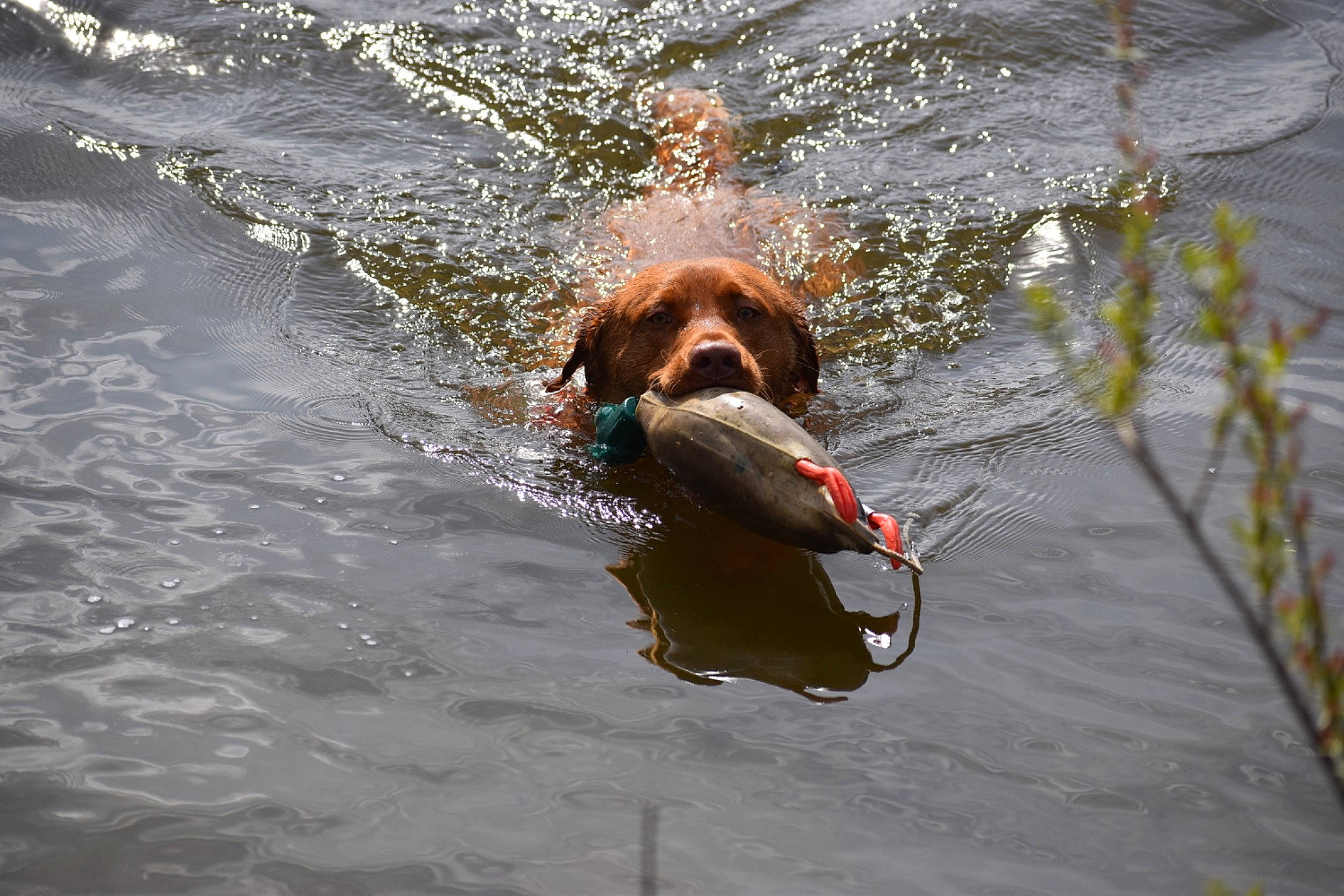Boone is registered to the contest to win money with this photo: canidae, carnivore, dog, dog_breed, irish_setter, setter, sporting_group, water
