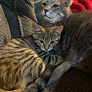 Hammie is registered to the contest to win money with this photo: cat, tabby_cat, feline, pet, animal, cozy, snuggling, fur, whiskers, ears, blanket, home, indoor, resting, cute, closeup, striped, relaxed, comfort, soft