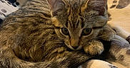 Hammie joined the competition — help win amazing prizes! animal, blanket, cat, closeup, cozy, curled_up, cute, ears, fur, indoor, kitten, paw_prints, pet, resting, sleepy, soft, tabby, tail, whiskers, young