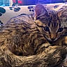 Hammie is registered to the contest to win money with this photo: cat, kitten, tabby, fur, whiskers, paw_prints, blanket, cute, sleeping, pet, animal, fur_pattern, domestic_cat, close_up, cozy, resting, young_animal, indoor, soft, curled_up